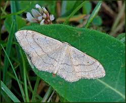 Attēlu rezultāti vaicājumam “Idaea sylvestraria”