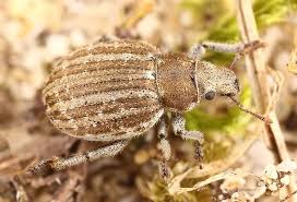 Attēlu rezultāti vaicājumam “Philopedon plagiatum”