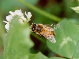 Attēlu rezultāti vaicājumam “Apis mellifera”
