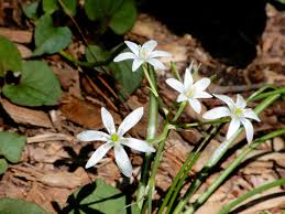 Attēlu rezultāti vaicājumam “Allium ursinum flower”