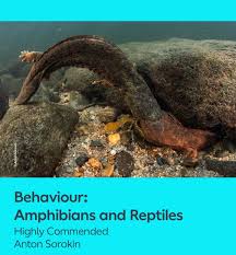 Attēlu rezultāti vaicājumam “Comatricha elegans stalked”