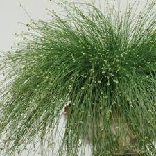 Attēlu rezultāti vaicājumam “Juncus inflexus”