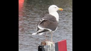 Attēlu rezultāti vaicājumam “Larus marinus”