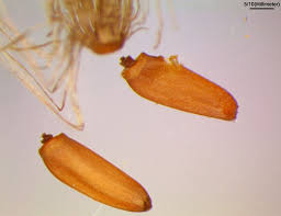 Attēlu rezultāti vaicājumam “Cirsium arvense fruit”