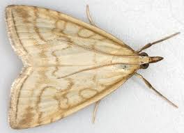 Attēlu rezultāti vaicājumam “Udea lutealis”