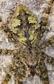 Attēlu rezultāti vaicājumam “Pisauridae”