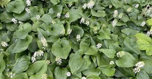 Attēlu rezultāti vaicājumam “Maianthemum bifolium leaf”