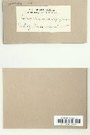 Attēlu rezultāti vaicājumam “Pohlia sphagnicola”