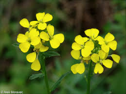 Attēlu rezultāti vaicājumam “Erysimum hieracifolium”