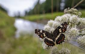 Attēlu rezultāti vaicājumam “Araschnia levana”