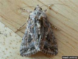 Attēlu rezultāti vaicājumam “Trichia longipalpis”