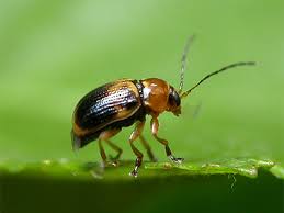 Attēlu rezultāti vaicājumam “Cryptocephalus pusillus”