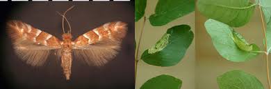 Attēlu rezultāti vaicājumam “Phyllonorycter apparella”