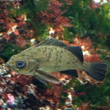 Image result for Sebastes