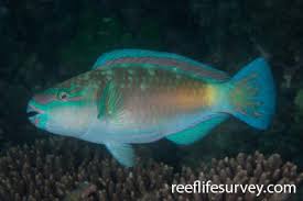 Image result for Scarus psittacus