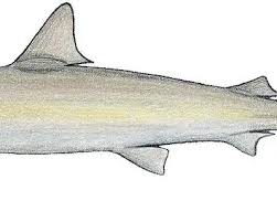 Image result for Carcharhinus acronotus