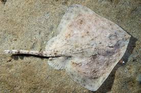 Image result for Amblyraja radiata