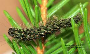 Attēlu rezultāti vaicājumam “Atolmis rubricollis”