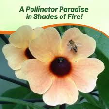 Image result for Thunbergia alata