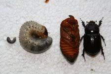 Attēlu rezultāti vaicājumam “Oryctes nasicornis larva”