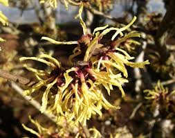 Attēlu rezultāti vaicājumam “Hamamelis mollis”