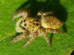 Attēlu rezultāti vaicājumam “Xanthogramma sp.”