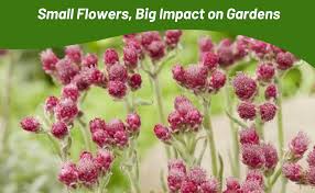 Attēlu rezultāti vaicājumam “Antennaria dioica leaf”
