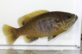 Image result for Lepomis cyanellus
