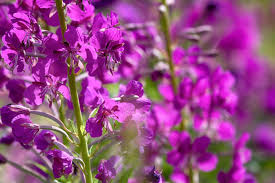 Attēlu rezultāti vaicājumam “Salix pentandra flower”