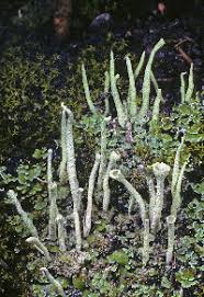 Attēlu rezultāti vaicājumam “Cladonia norvegica”