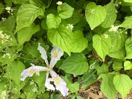 Attēlu rezultāti vaicājumam “Circaea alpina leaf”