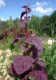 Image result for Atriplex hortensis