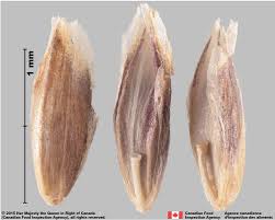 Attēlu rezultāti vaicājumam “Poa nemoralis fruit”