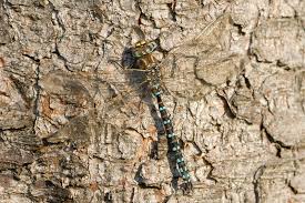 Attēlu rezultāti vaicājumam “Aeshna juncea male”