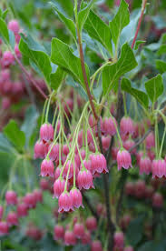 Attēlu rezultāti vaicājumam “Enkianthus chinensis leaf”