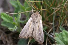 Attēlu rezultāti vaicājumam “Leucania comma”