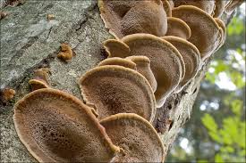 Attēlu rezultāti vaicājumam “Inonotus radiatus”