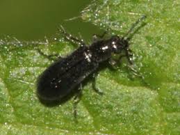 Attēlu rezultāti vaicājumam “Dasytes sp.”