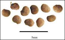 Image result for beladona