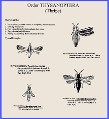 Attēlu rezultāti vaicājumam “Thysanoptera”