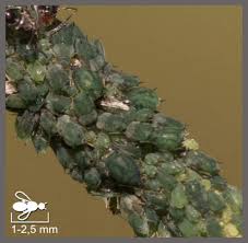 Attēlu rezultāti vaicājumam “Aphis confusa”