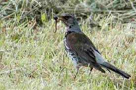 Attēlu rezultāti vaicājumam “Turdus pilaris”