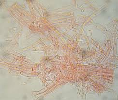 Attēlu rezultāti vaicājumam “Leptoporus mollis”
