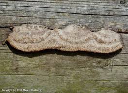 Attēlu rezultāti vaicājumam “Gloeophyllum trabeum”