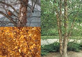 Attēlu rezultāti vaicājumam “Betula”