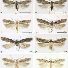 Attēlu rezultāti vaicājumam “Gelechia rhombella”