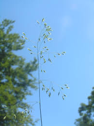 Attēlu rezultāti vaicājumam “Festuca altissima flower”