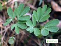 Attēlu rezultāti vaicājumam “Corydalis intermedia fruit”