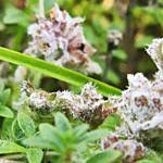 Attēlu rezultāti vaicājumam “Belbodamaeus sp.”