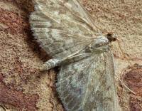 Attēlu rezultāti vaicājumam “Anania lancealis”